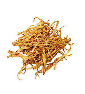 Cordyceps