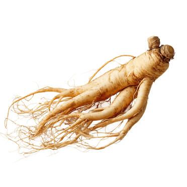 Asian Ginseng Root